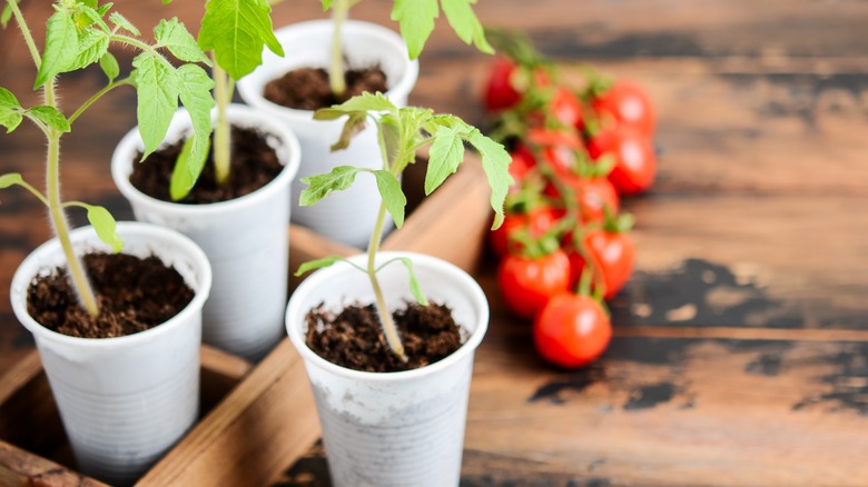 tomato seedlings in white cups