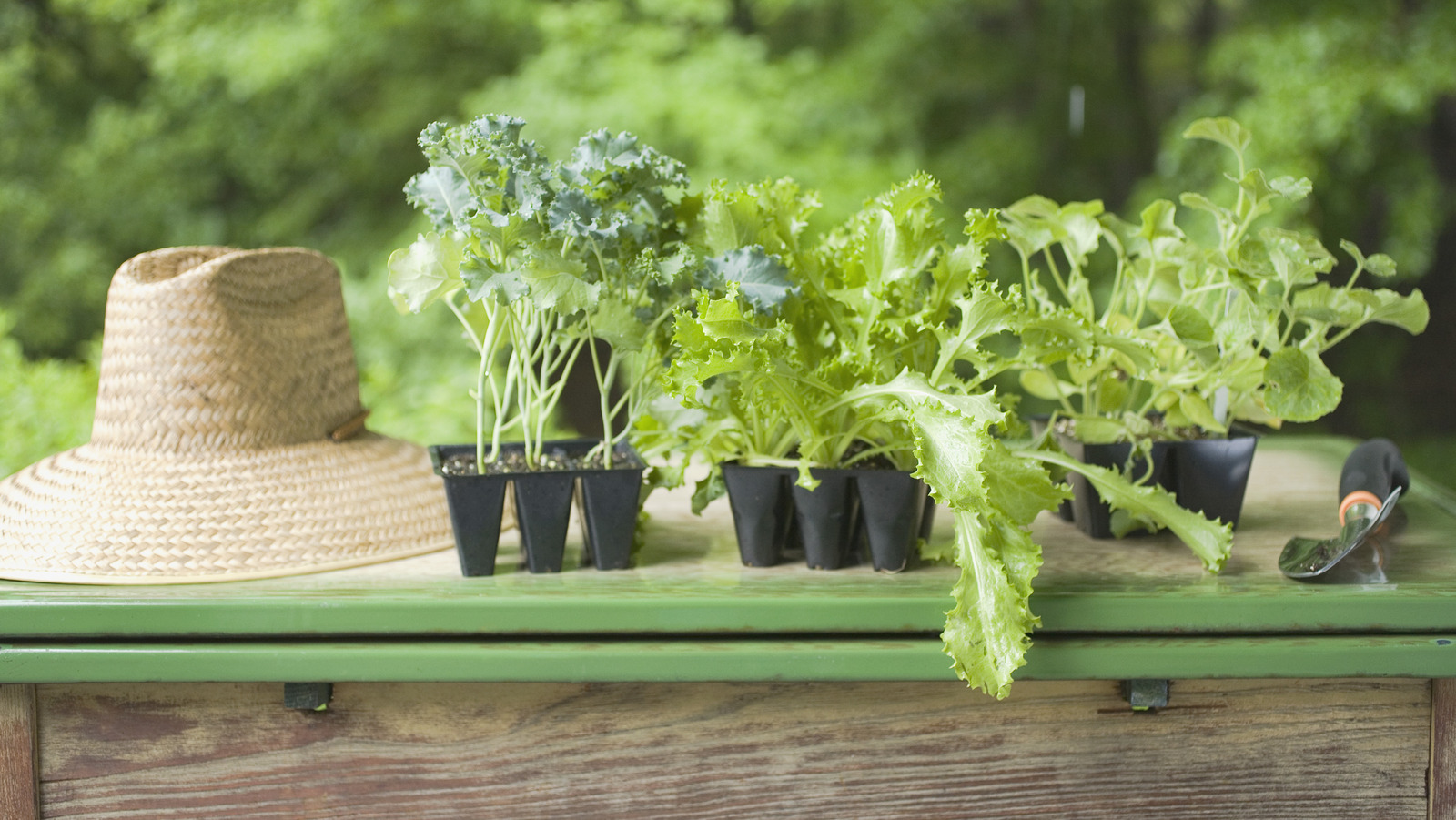 what-does-it-mean-to-harden-off-plants