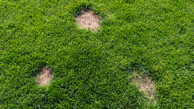 Bare spots for lawn plugging
