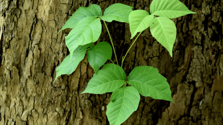 close up of poison ivy