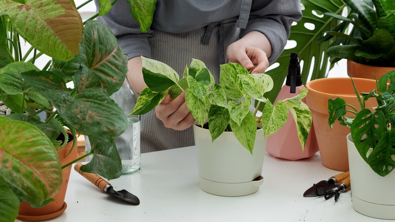 Person handling potted plants