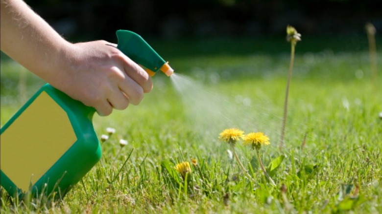 person spraying dandelions with herbicide