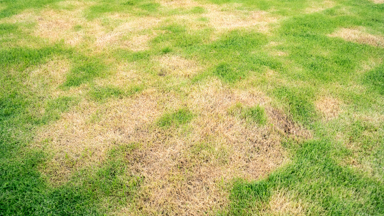 grass with dead patches