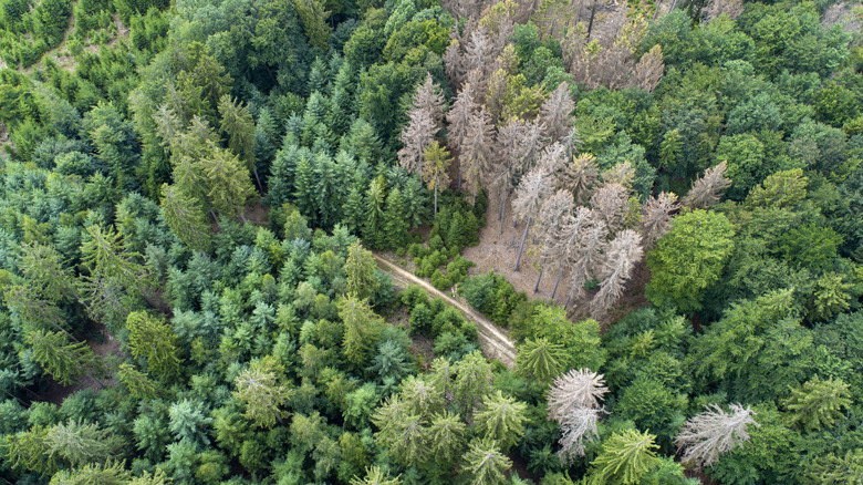 forest dieback