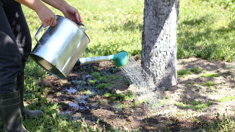 watering a tree