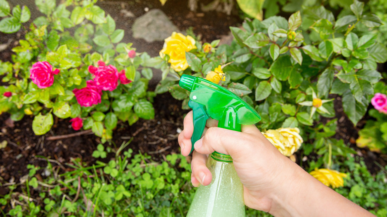 person spraying plants