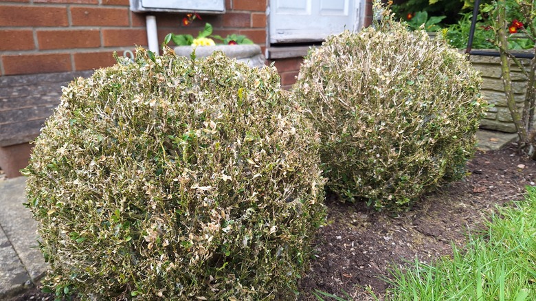 Boxwood bushes covered in webbing