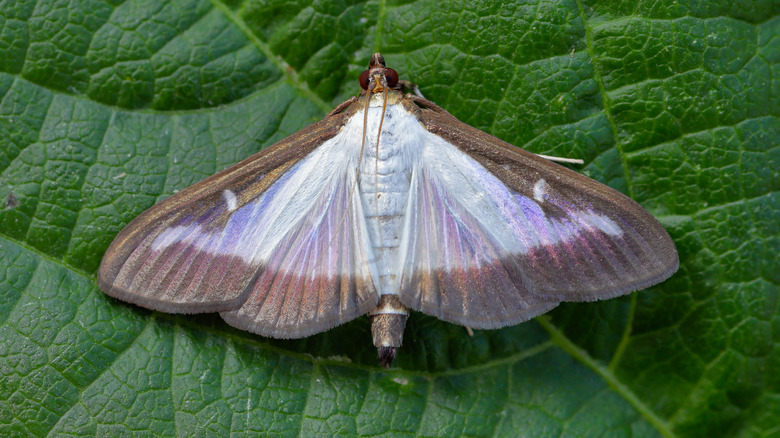 Box tree moth on leaf