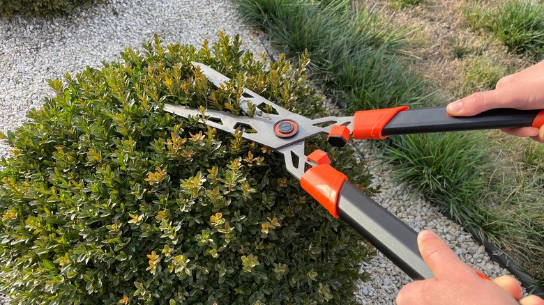 Person's hands trimming boxwood with pruners