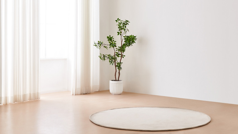 This is a white room with a white curtain, a white rug, and a plant.