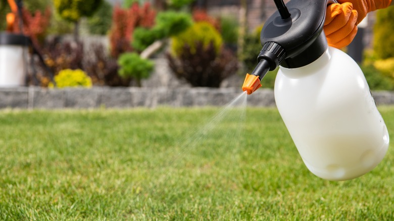 Gloved hand spraying lawn