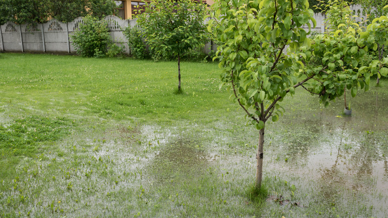 saturated backyard with water