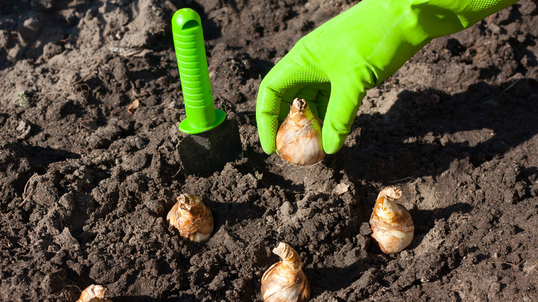 gloved hand planting flower bulb