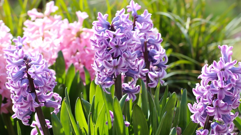 close up hyacinth blossoms