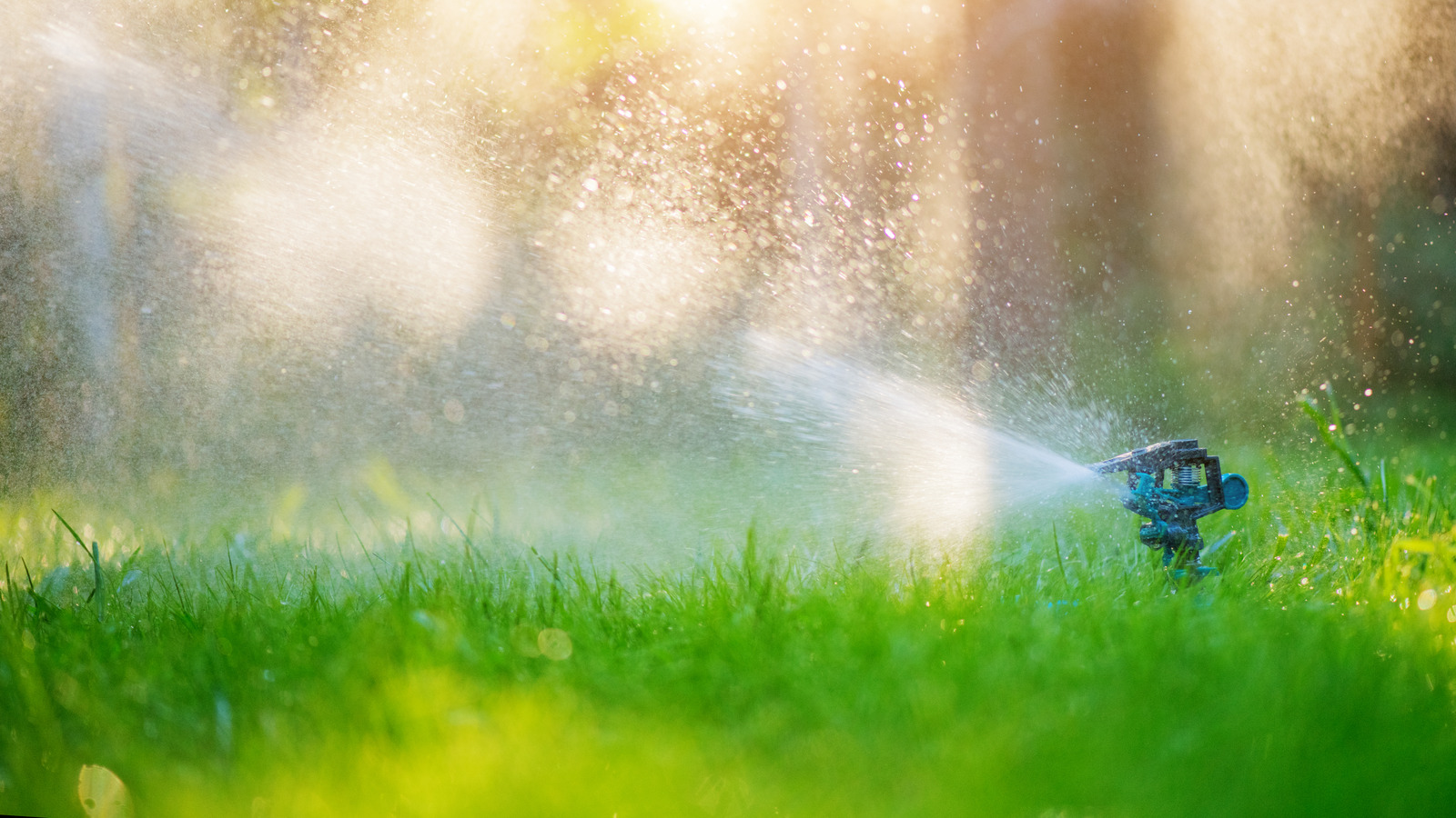 what-happens-if-you-water-your-lawn-after-mowing-house-digest