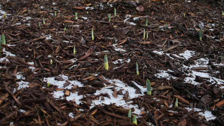 Layer of mulch covering tulips