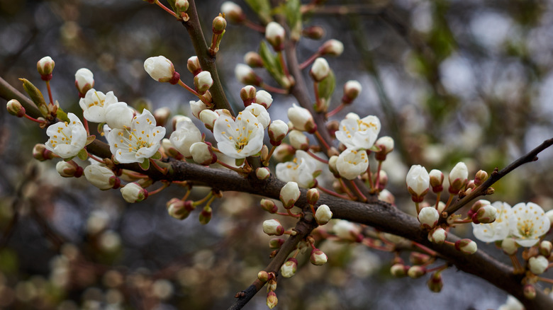 White blossoms on tree branch