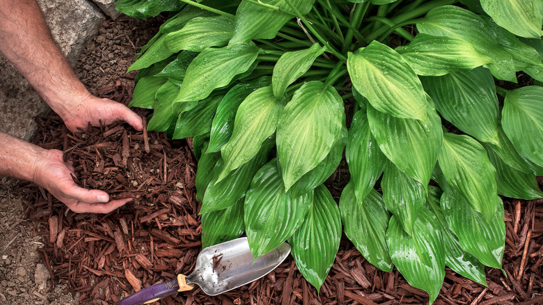 Person spreading mulch