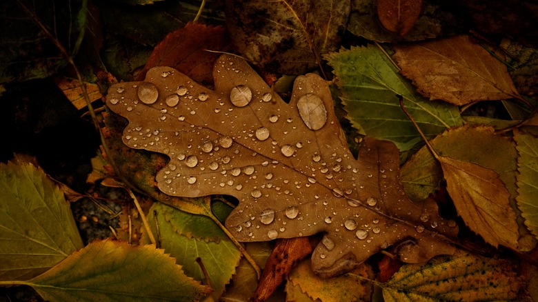 oak leaves with water drops