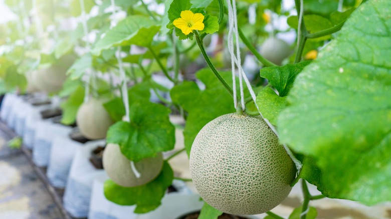 cantaloupe plant with the yellow flowers