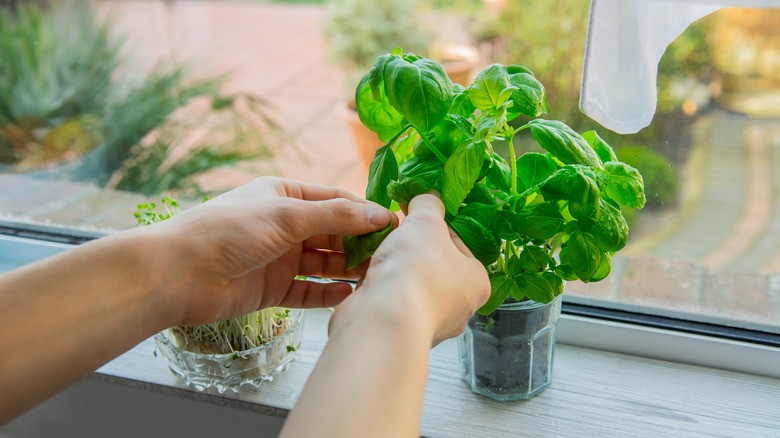 Picking herbs from indoor garden