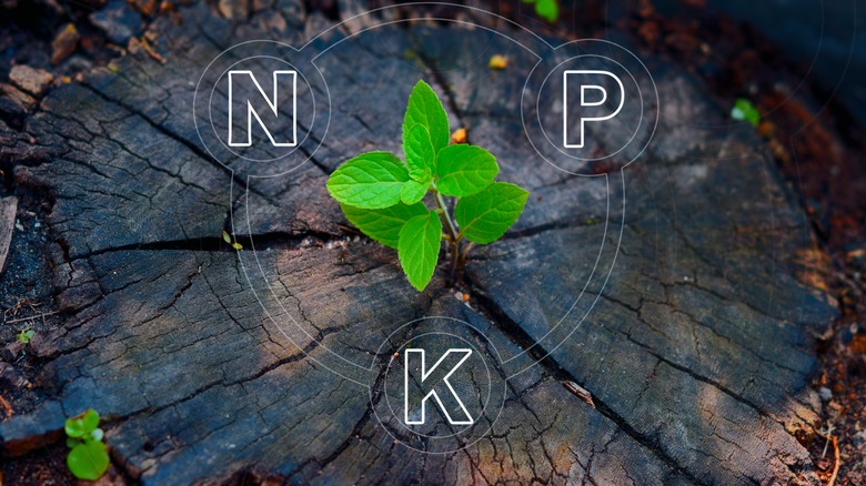 young plants with NPK letters