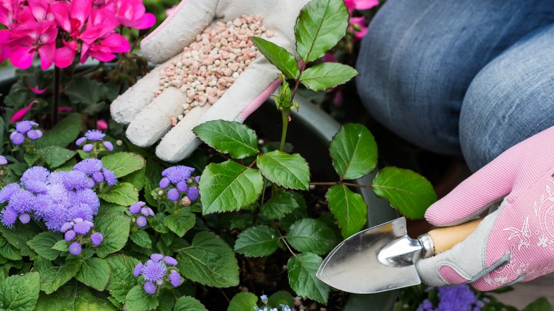 applying fertilizer to flowers