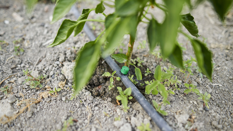 A drip irrigation system positioned to water a young plant