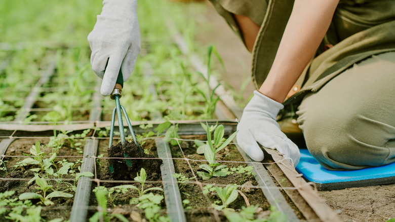 A gardener using a three-pronged hand cultivator to remove weeds from the vegetable garden