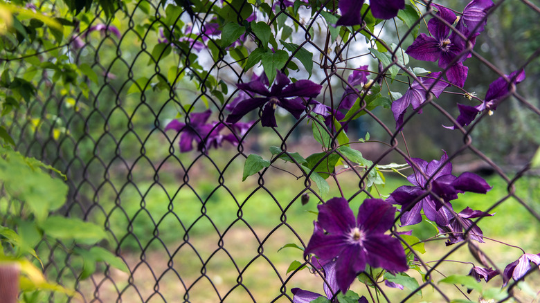 cyclone fence with flower