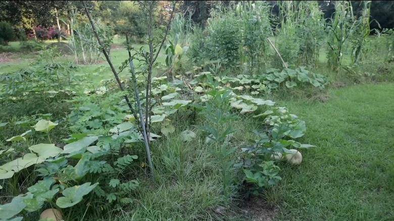 Lawn with pumpkins, trees, and corn