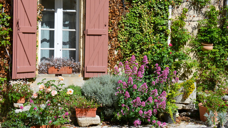 Roses and other flowers outside a French country home