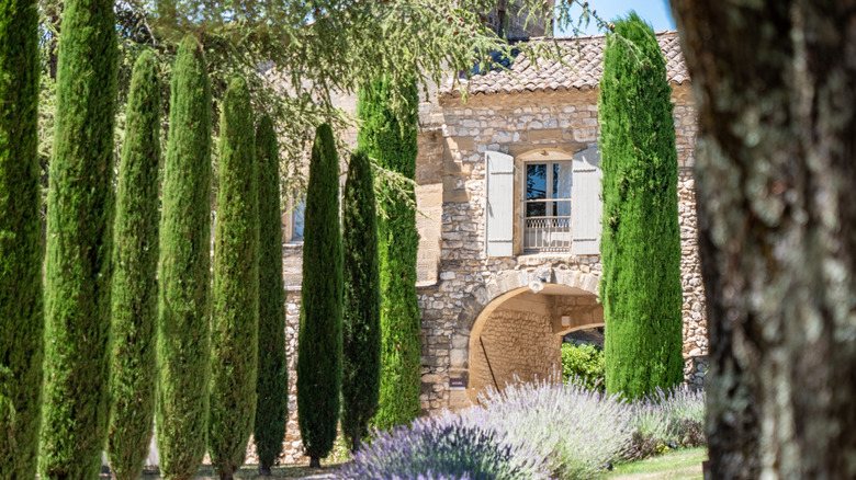 A French country garden with tall trees and lavendaer lining the path to the house