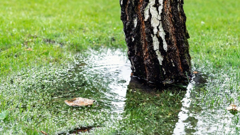 waterlogged lawn at tree base