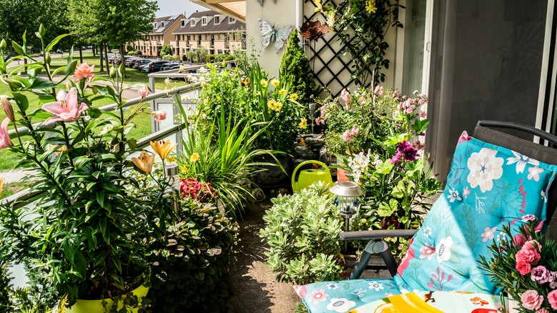 plants on a balcony