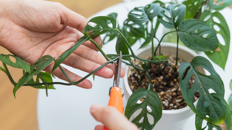 propagating swiss cheese plant