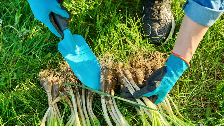 gardener dividing bulbs