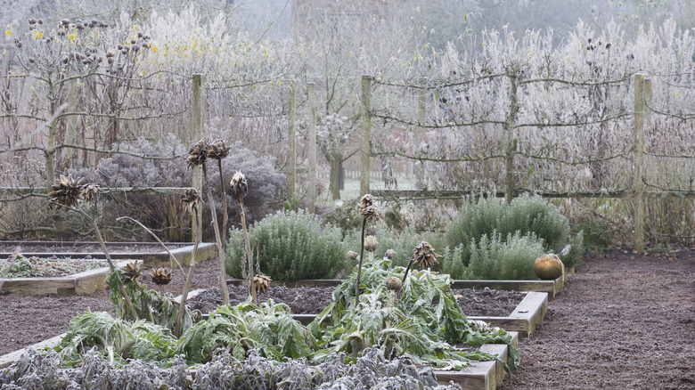 frost on vegetable garden