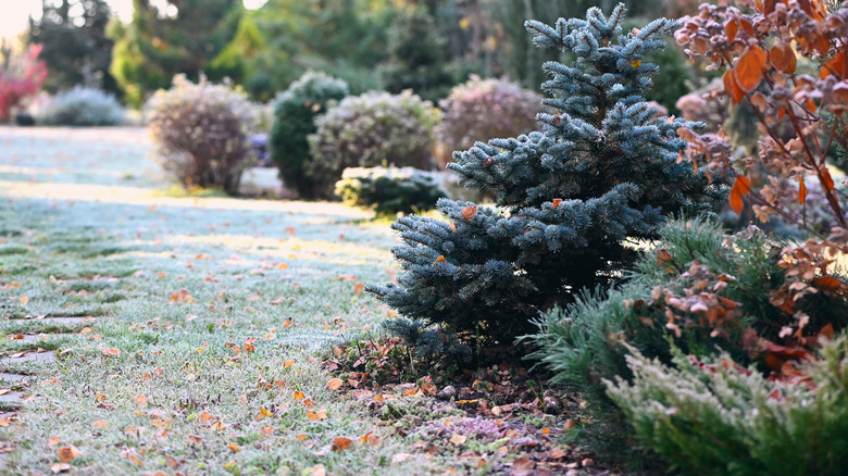 frost in garden