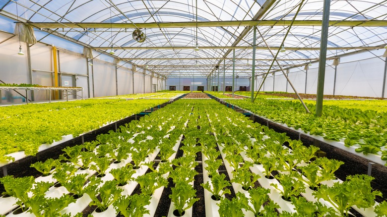 Commercially grown hydroponic lettuce