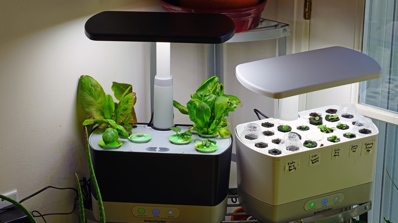 Counter top hydroponic garden kit