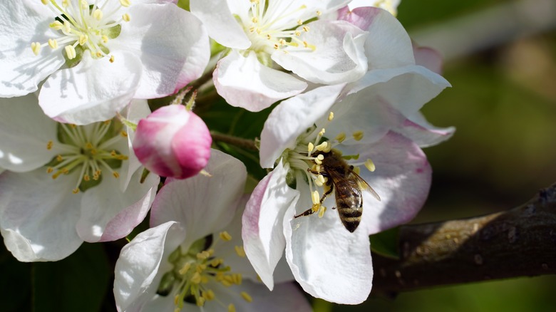 bee on apple blossom