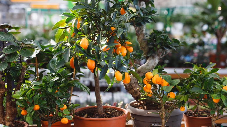 dwarf citrus trees in nursery