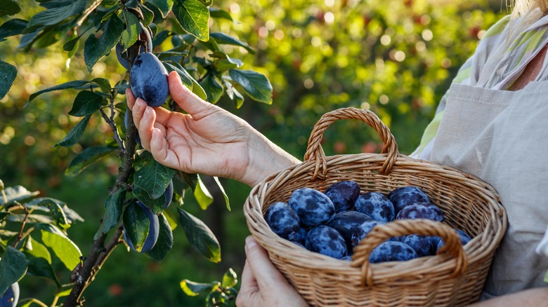 harvesting plums in basket