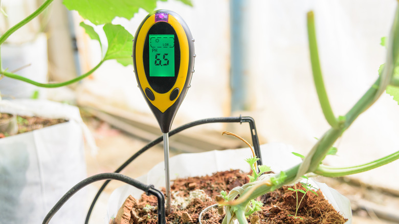 Houseplant with moisture meter