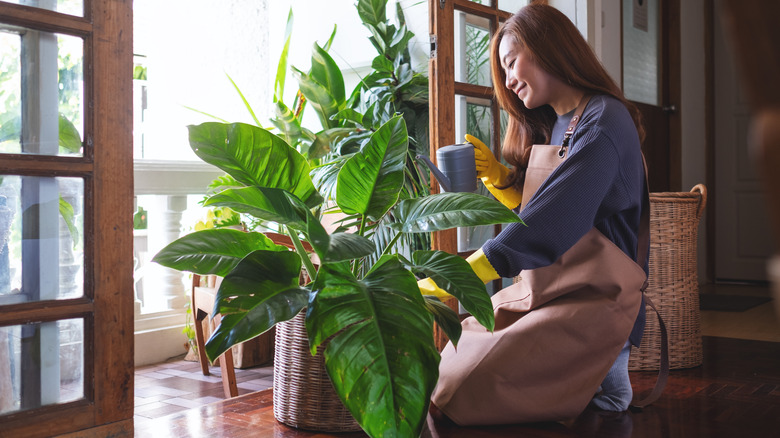 Person watering houseplants