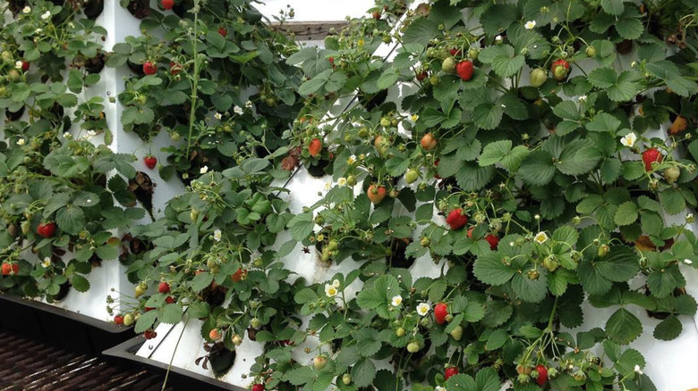 pyramid garden with strawberry plants