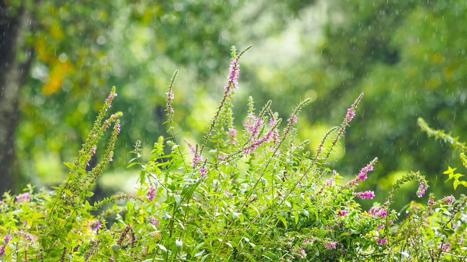 what-is-a-rain-garden