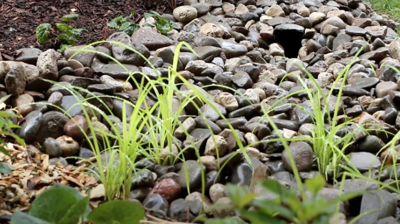 Rain garden rocks and grasses