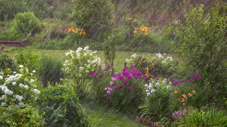 Heavy rain in garden